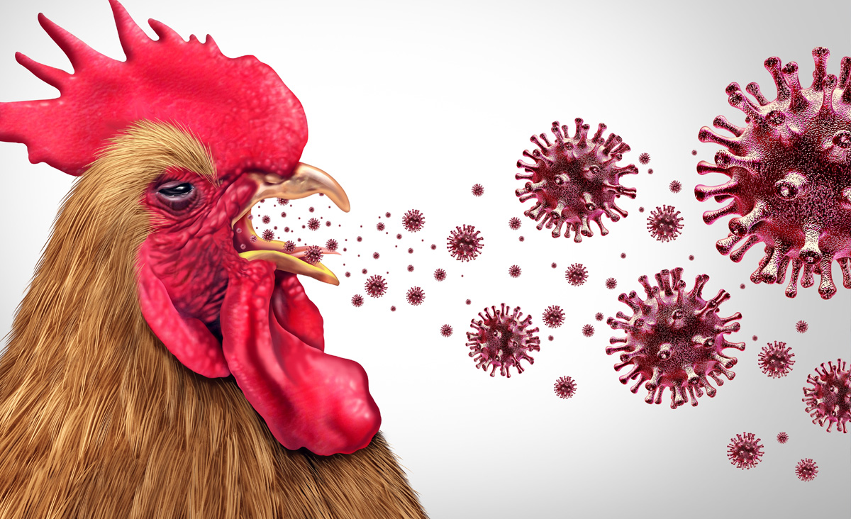 Panikmache Vogelgrippe: „Den Schaden trägt die Bevölkerung!“